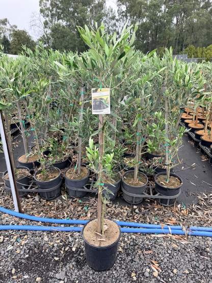 Olive - Olea europaea Kalamata