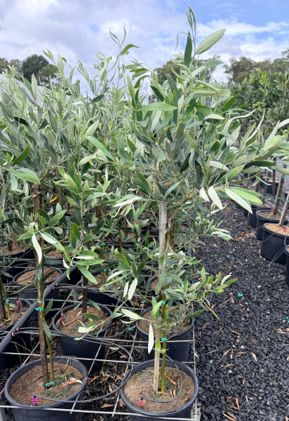 Olive - Olea europaea Kalamata