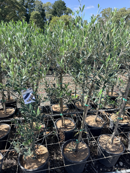 Olive - Olea europaea Manzanillo