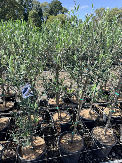 Olive - Olea europaea Manzanillo