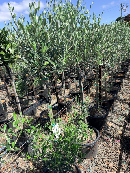 Olive - Olea europaea Manzanillo