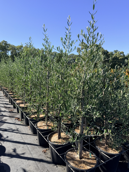 Olive - Olea europaea 'Tolleys Upright'