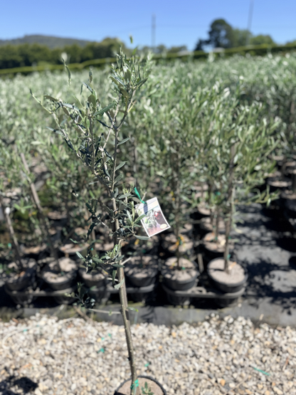 Olive - Olea europaea Verdale