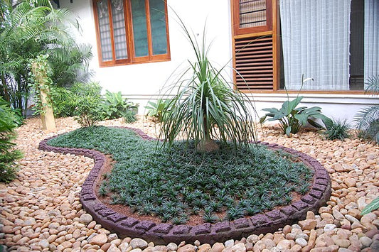 Ophiopogan japonicus dwarf