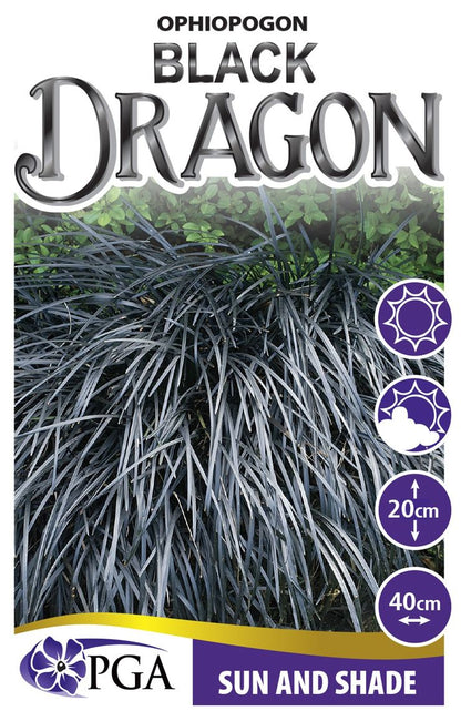 Ophiopogon ‘Black Dragon’