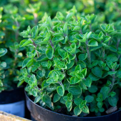 Oregano - Greek