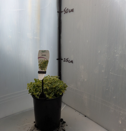 Oregano - Variegated