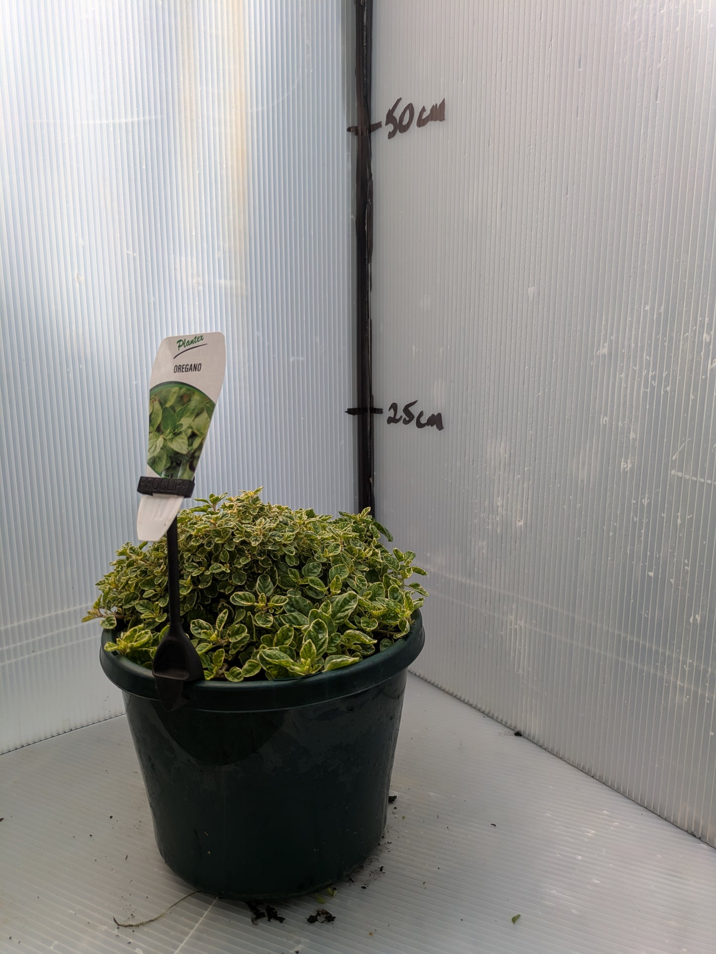 Oregano - Variegated