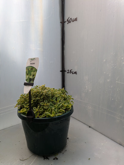 Oregano - Variegated