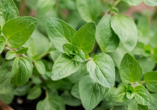 Oregano