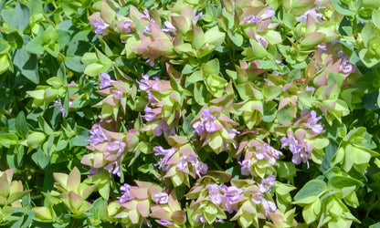 Origanum Dingle Fairy
