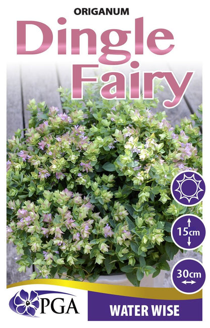 Origanum Dingle Fairy