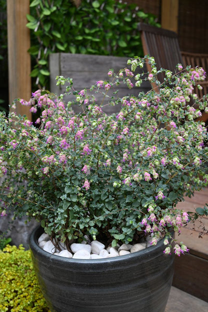 Origanum Sunnymeade