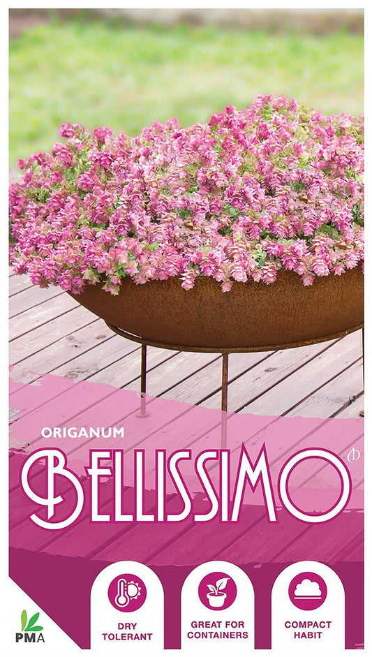 Origanum ‘Bellissimo’