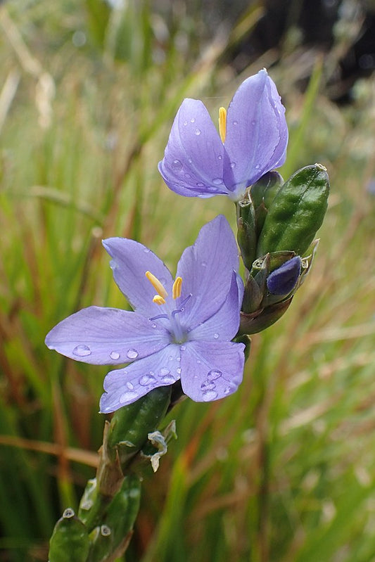 Orthrosanthus multiflorus