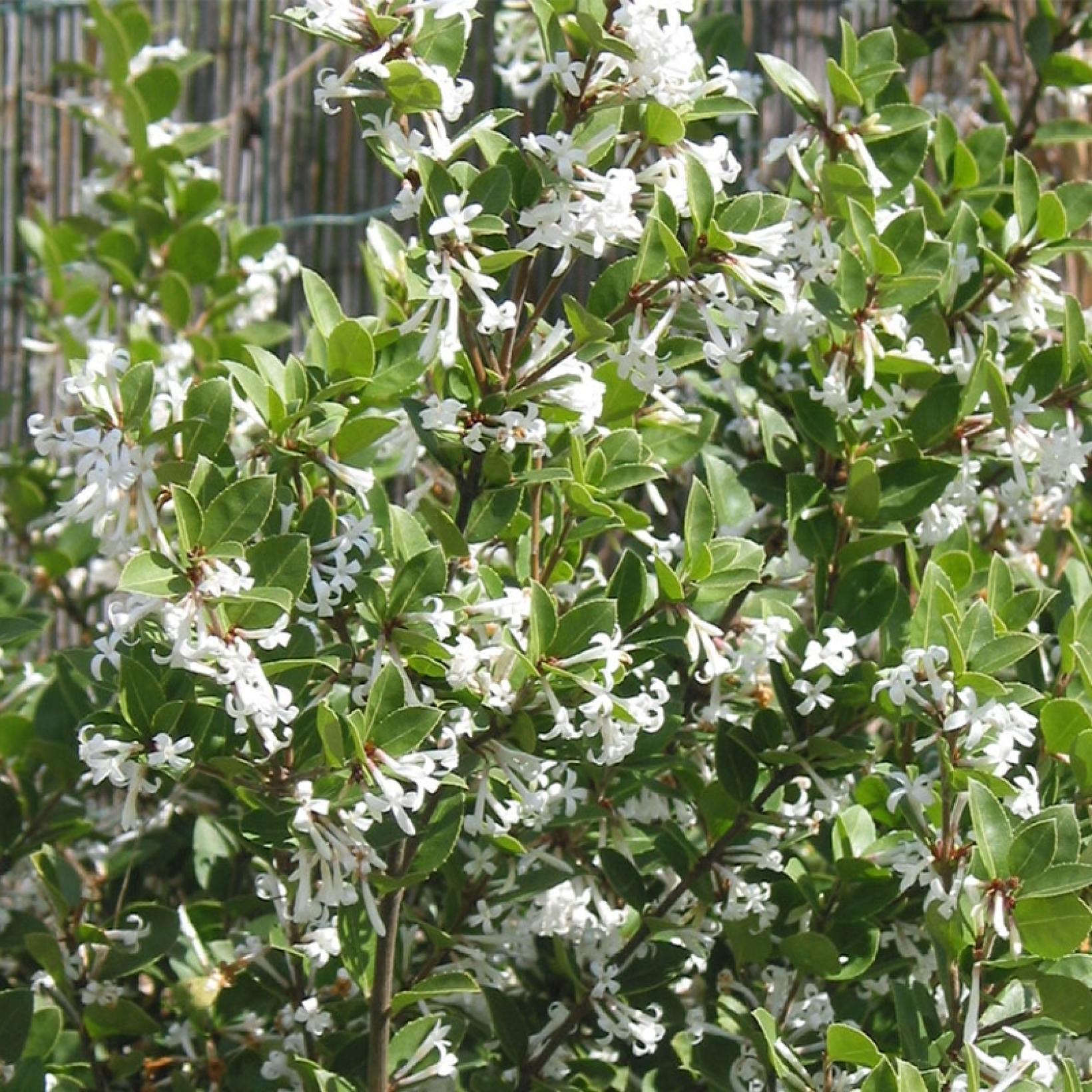 Osmanthus Heaven Scent – The Plant Broker