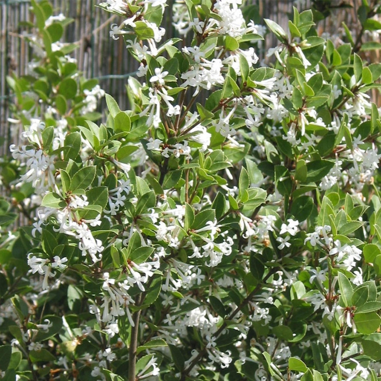 Osmanthus Heaven Scent