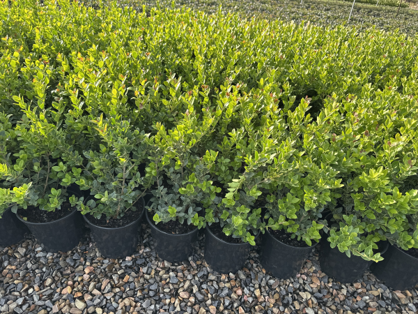 the plant broker