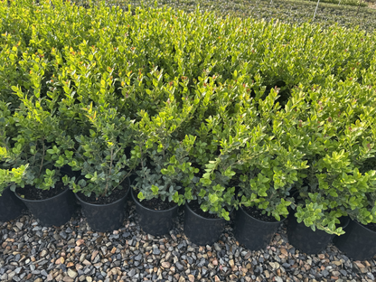Osmanthus Heaven Scent