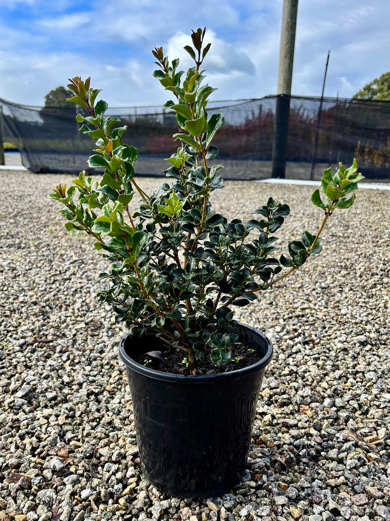 Osmanthus heterophyllus rotundifolius