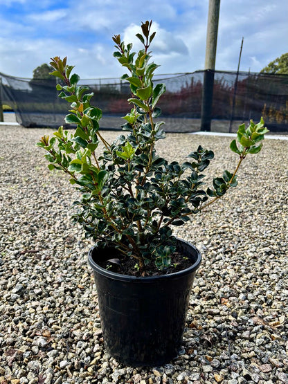 Osmanthus heterophyllus rotundifolius