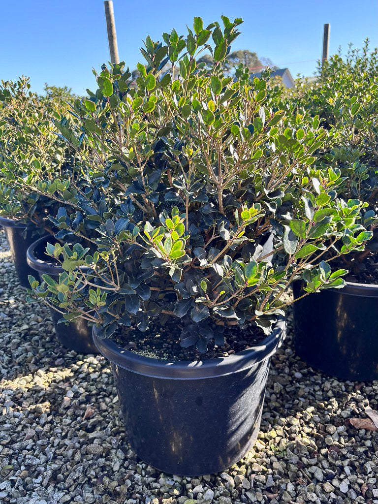 Osmanthus heterophyllus rotundifolius