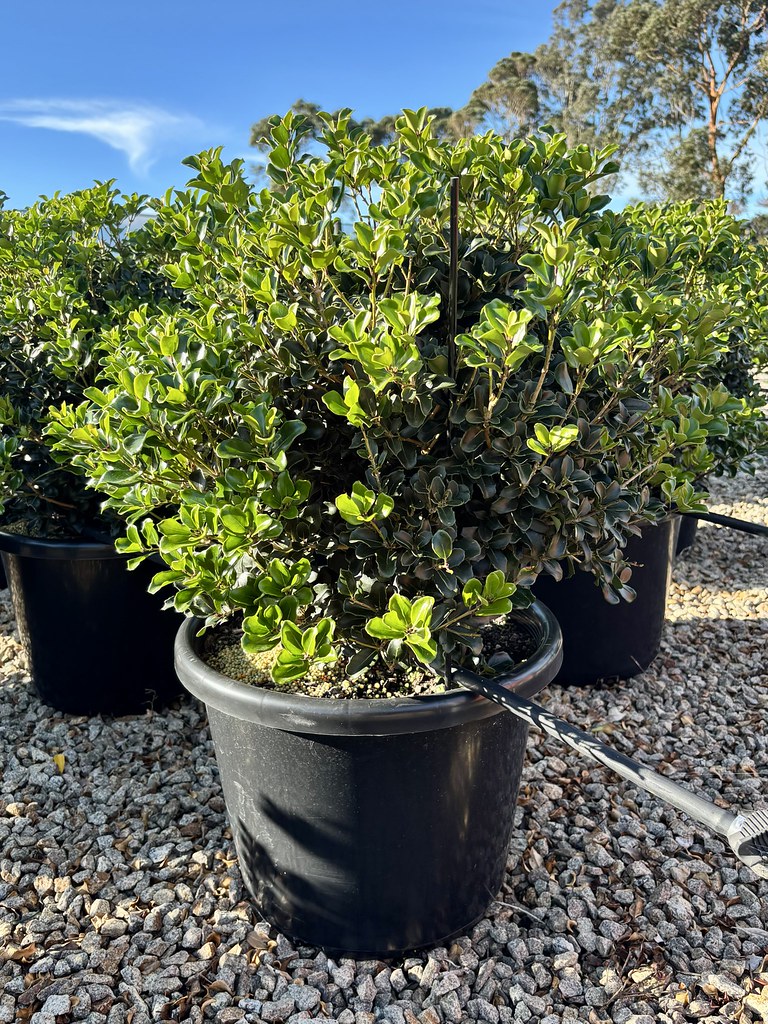 the plant broker