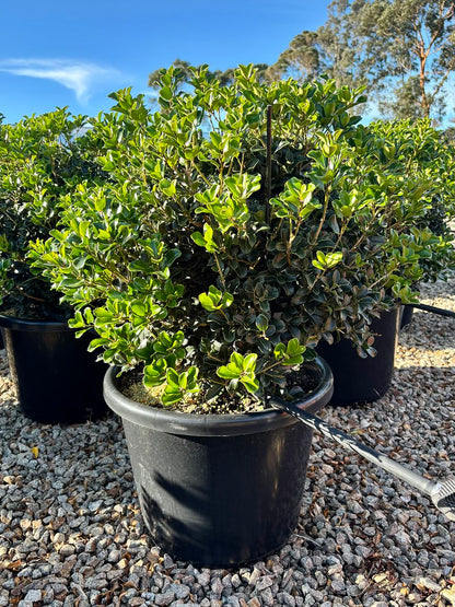 Osmanthus heterophyllus rotundifolius