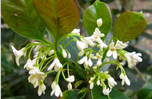 Osmanthus fragrans