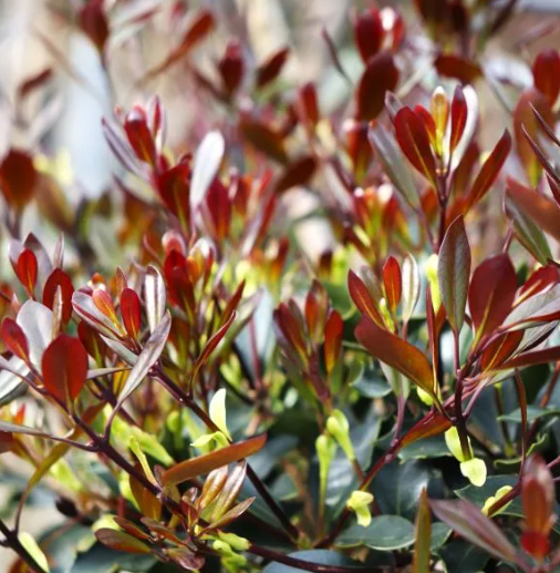 Osmanthus heterophyllus purpureus