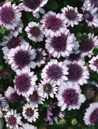 Osteospermum 3D Blueberry Shake