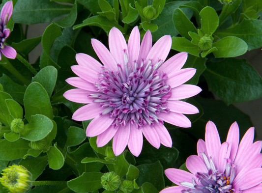 Osteospermum 3D Pink