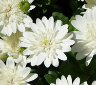 Osteospermum 3D White