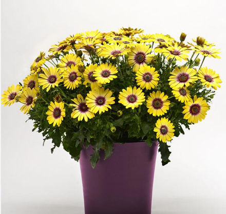 Osteospermum Blue Eyed Beauty