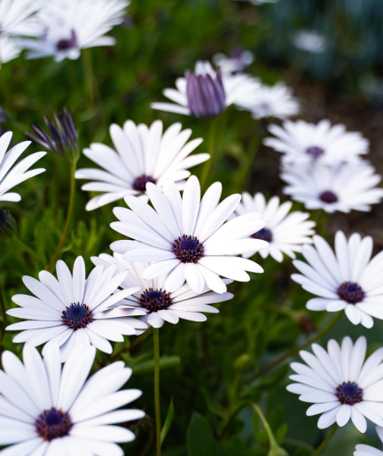 Osteospermum Daisy Chain White
