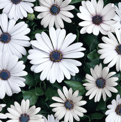 Osteospermum Elite White