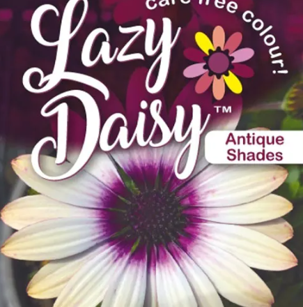Osteospermum Lazy Daisy Antique shades