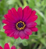 Osteospermum Lazy Daisy Burgundy