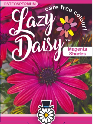 Osteospermum Lazy Daisy Magenta shades