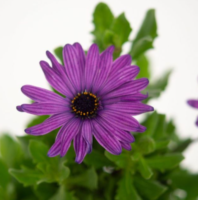Osteospermum Power Packed Blue