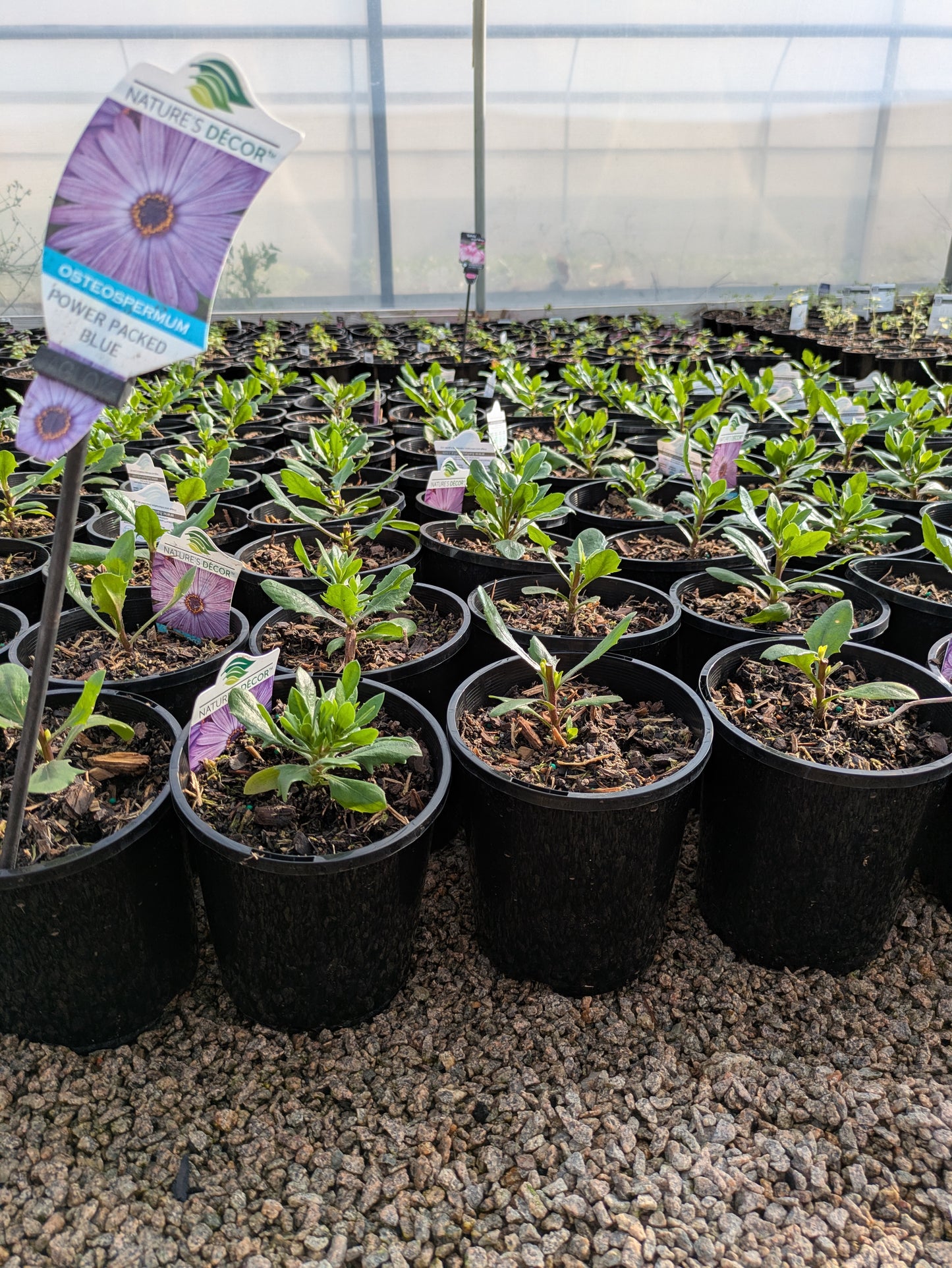 Osteospermum Power Packed Blue