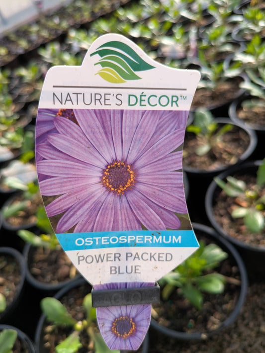 Osteospermum Power Packed Blue