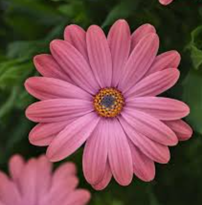 Osteospermum Power Packed Rose Surprise
