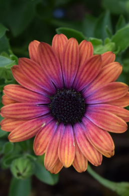 Osteospermum Serenity Bronze