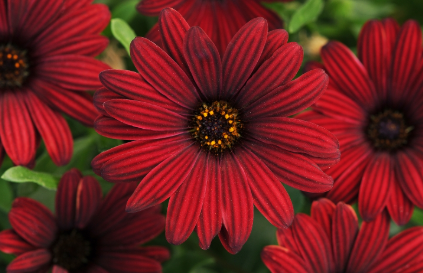 Osteospermum Serenity Red