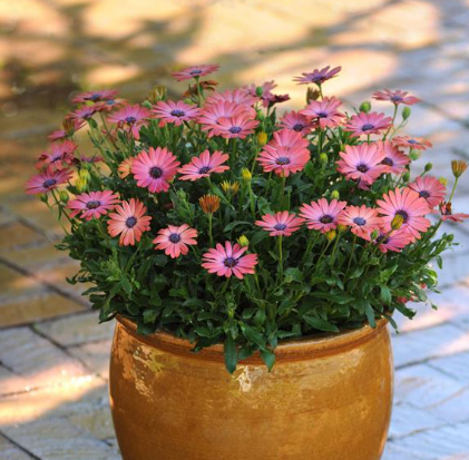 Osteospermum Serenity Rose Magic