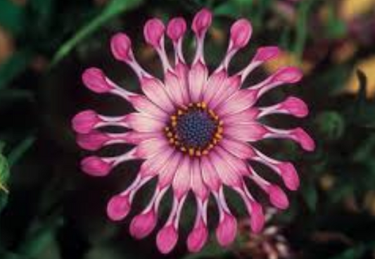 Osteospermum Spider Pink