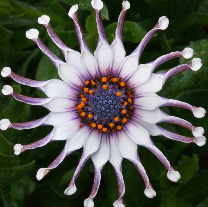 Osteospermum Spider White
