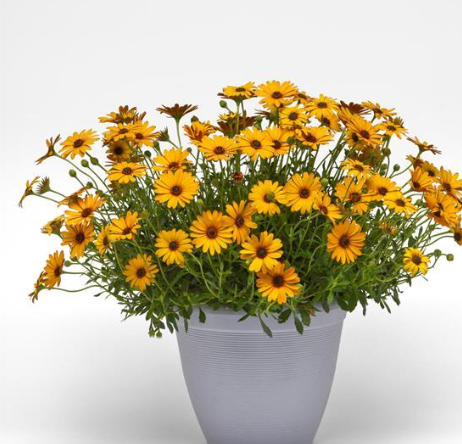 Osteospermum Voltage Gold
