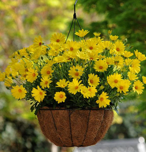 Osteospermum Voltage Yellow